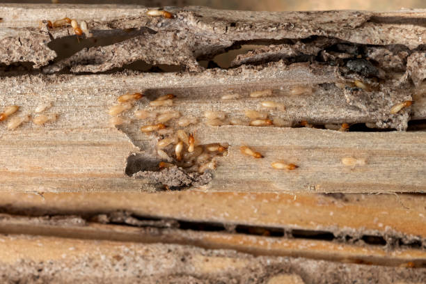 Best Flea Control Services  in Washington Terrace, UT