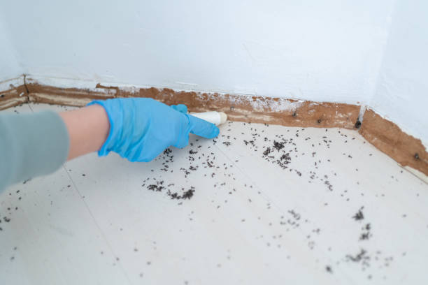 Best Pest Prevention Services  in Washington Terrace, UT